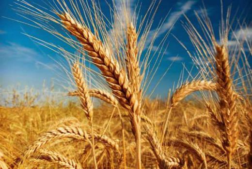 ✅امسال بیش از ۱۱ میلیون و ۵۰۰ هزارتن گندم مازاد بر نیاز کشاورزان به ارزش بیش از ۱۴ هزار و ۵۰۰ میلیارد تومان از سوی دولت خریداری و 
